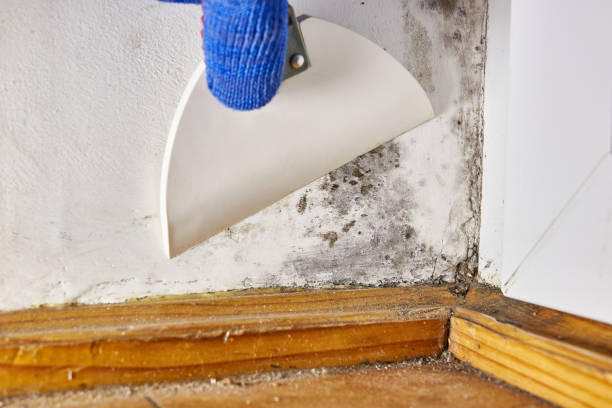Best Mold Remediation for Healthcare Facilities  in Unionville, NC